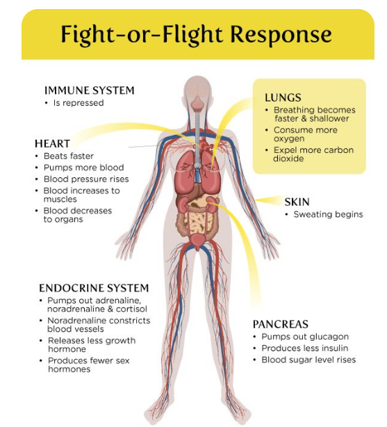 Body response to Stress